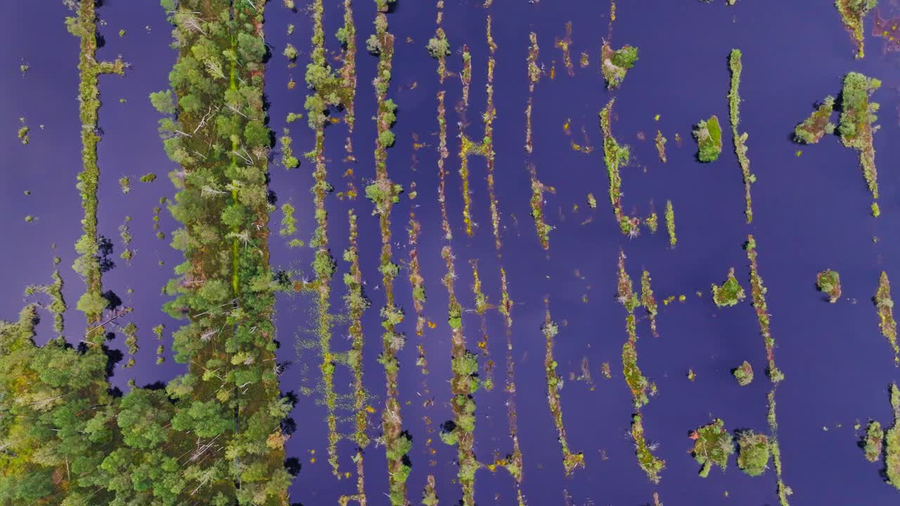 Vista zenitale da drone che mostra canali d'acqua colorati di torbiera nel Parco Naturale del Nord Europa.