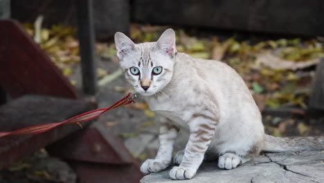 cat interacts with a rope on a wooden surface