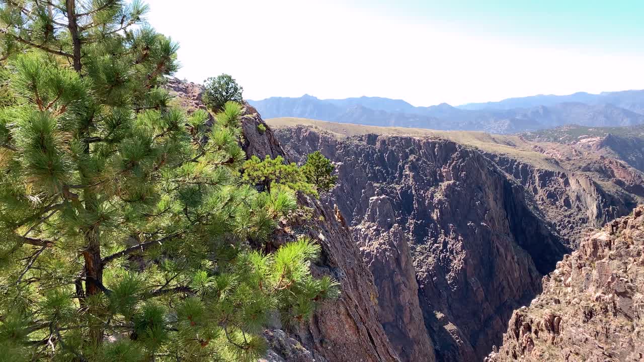 espléndido panorama del gran cañón con pino enano, royal gorge, colorado