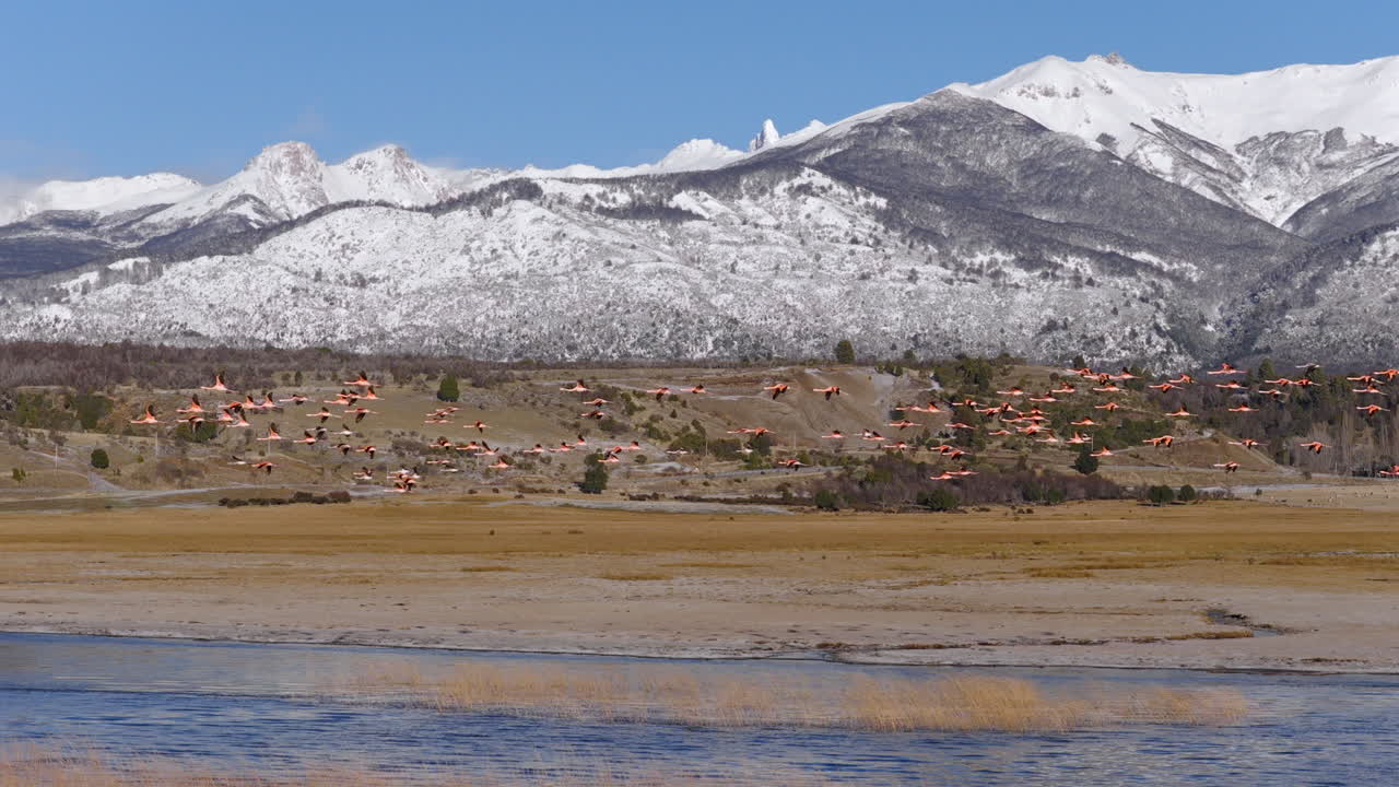 Flamingos flying in Patagonian environment at foothills of snowy mountains near rural field, Argentina