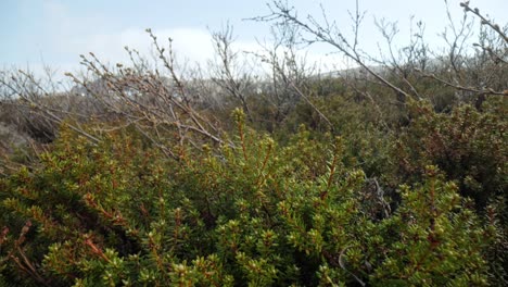 tundra ártica. empetrum é um gênero de três espécies de arbustos verdes anões da família ericaceae. eles são comumente conhecidos como mirtilos e dão frutos comestíveis.