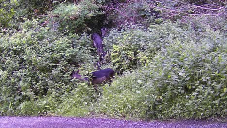 ciervo rojo irlandés pastando en el borde del bosque