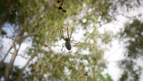 Araña-Gigante-De-Tela-Dorada-Anidando-En-El-Bosque-Tropical