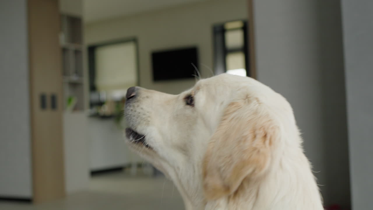 골든 리트리버가 쳐다보고 있다.