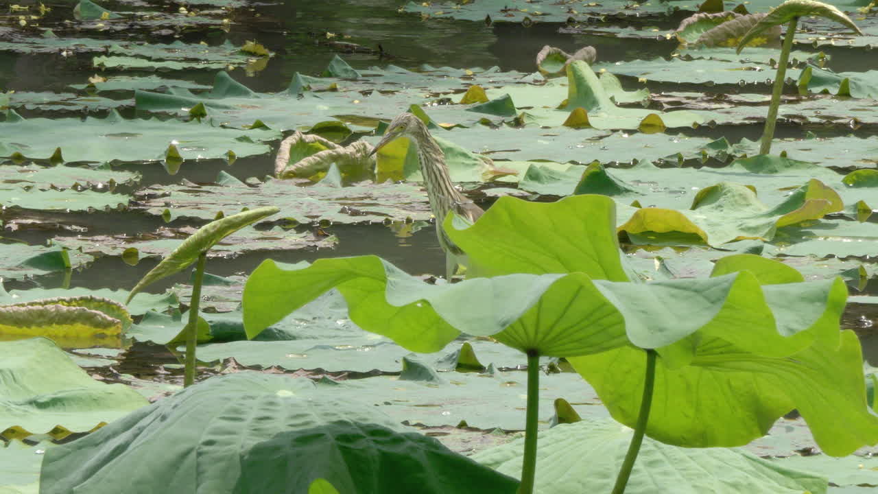 Lone Pond Heron standing on lily pads in a marshy area in the outskirts of Bangkok, Thailand.