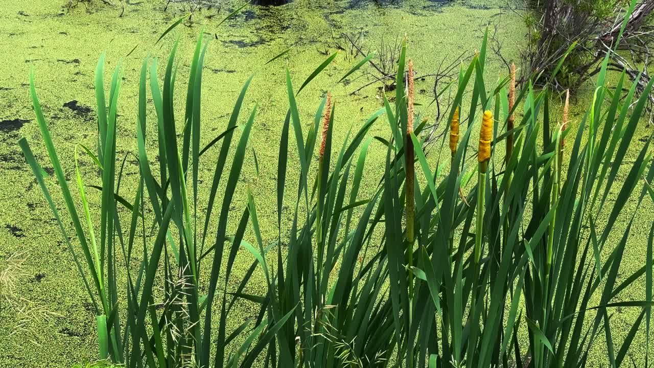 Vibrant Wetland Scene Showcasing Reeds and Duckweed, Highlighting Nature's Serene Beauty in a Lush Green Landscape with Yellow-Capped Plants Against a Tranquil Water Background