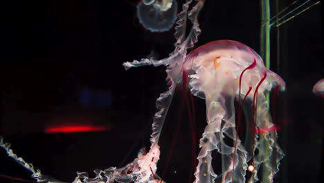 jellyfish colored white and red slowly flow through the black water