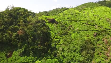 an aerial view shows an expansive tea plantation in kerala india