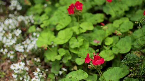 vibrant red flowers amidst lush green foliage