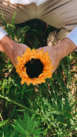 persona sosteniendo un girasol en un jardín