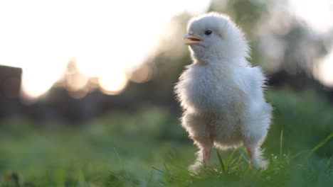 beautiful and adorable little broiler chicken on green grass at sunset beautiful and adorable little broiler chicken on green grass at sunset cinema natural lighting close up newborn poultry yellow chicken beak on green grass field