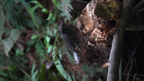 el sunda thrush es una especie de ave de la familia turdidae