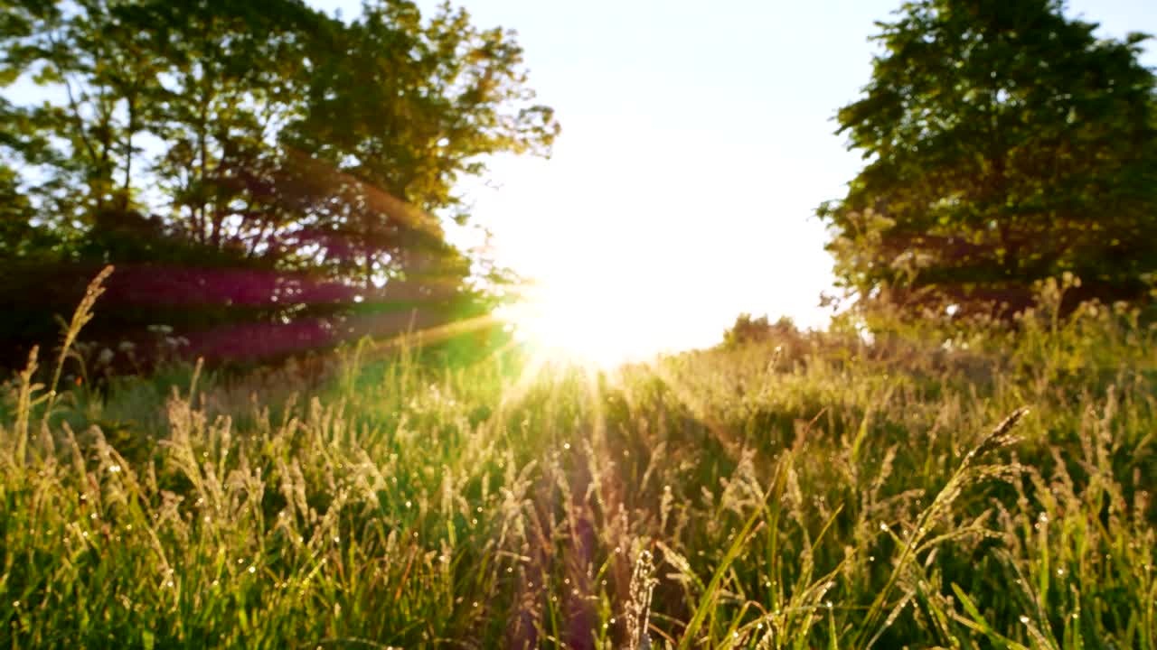 4K .Morning meadow in wood with  grass in sunshine. Steady shot