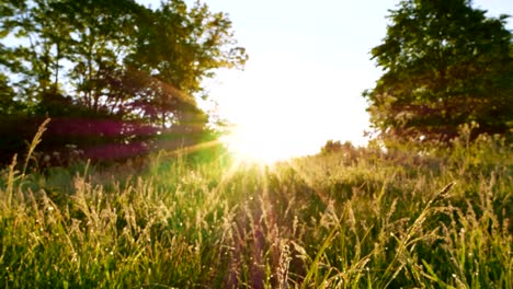 4k .morning meadow in wood with  grass in sunshine. steady shot