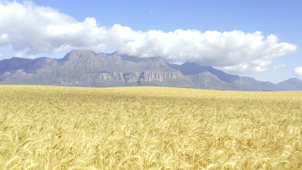 Where quality corn comes from