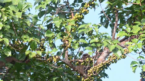 Una-Civeta-De-Palma-De-Tres-Rayas-Corre-Por-El-árbol-Con-Un-Macaco-De-Cola-De-Cerdo-Del-Norte,-Arctogalidia-Trivirgata,-Tailandia