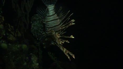 Lionfish-at-night