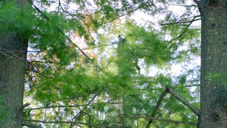 smoke from a faulty power line pole seen through pine tree leaves. low angle
