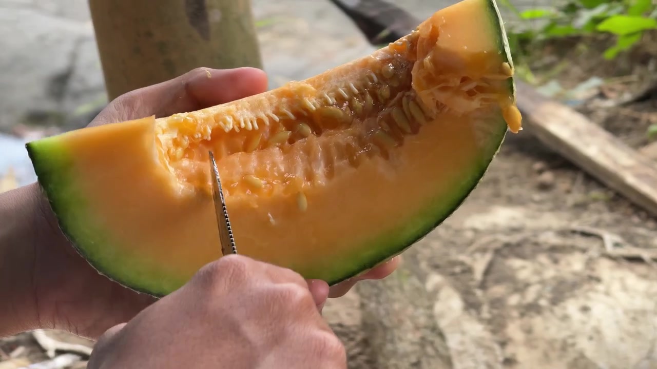 Person Removing Seeds from a Slice of Cantaloupe Melon