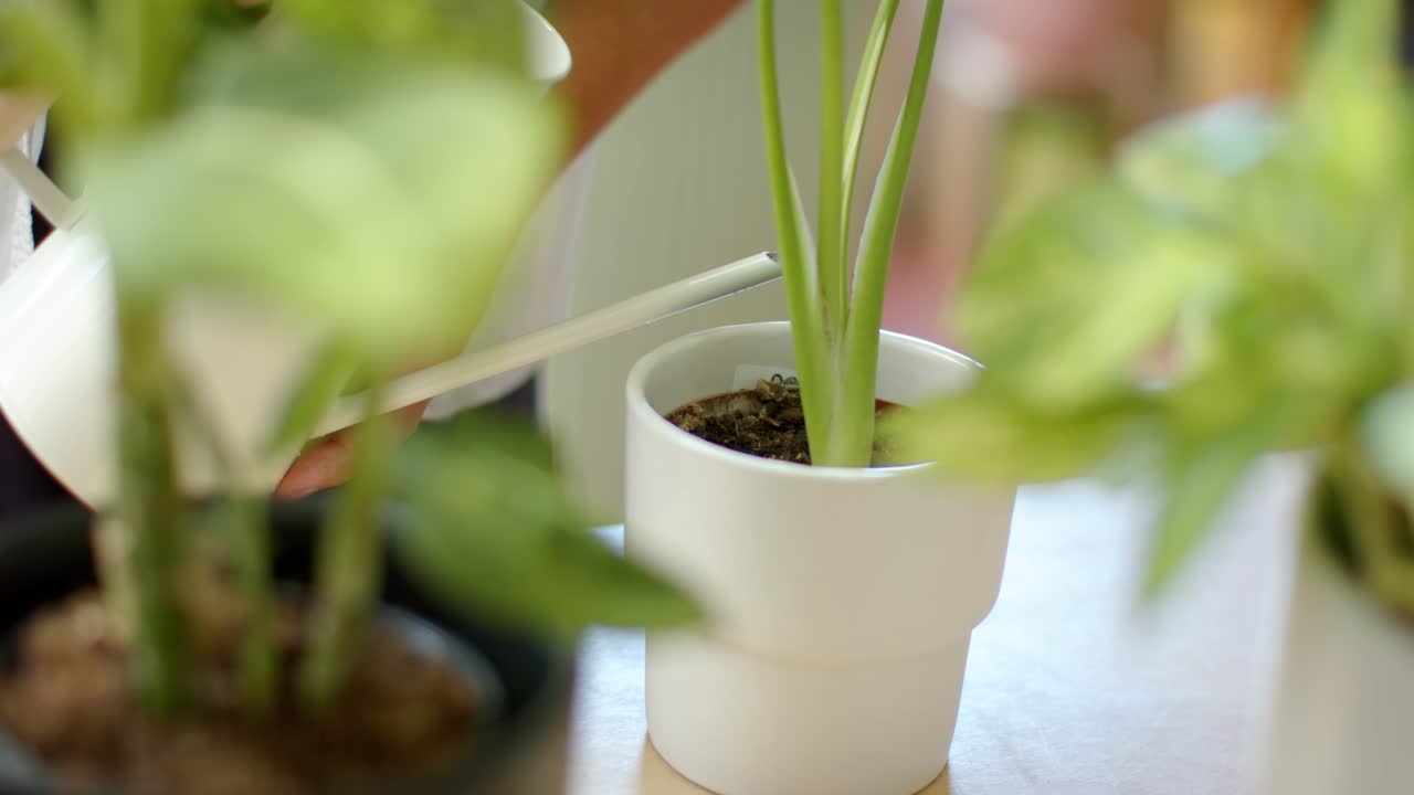テーブルの上で、細い注ぎ口のじょうろから腕が伸びて、白い鉢植えの植物に水を与え土を湿らせている様子