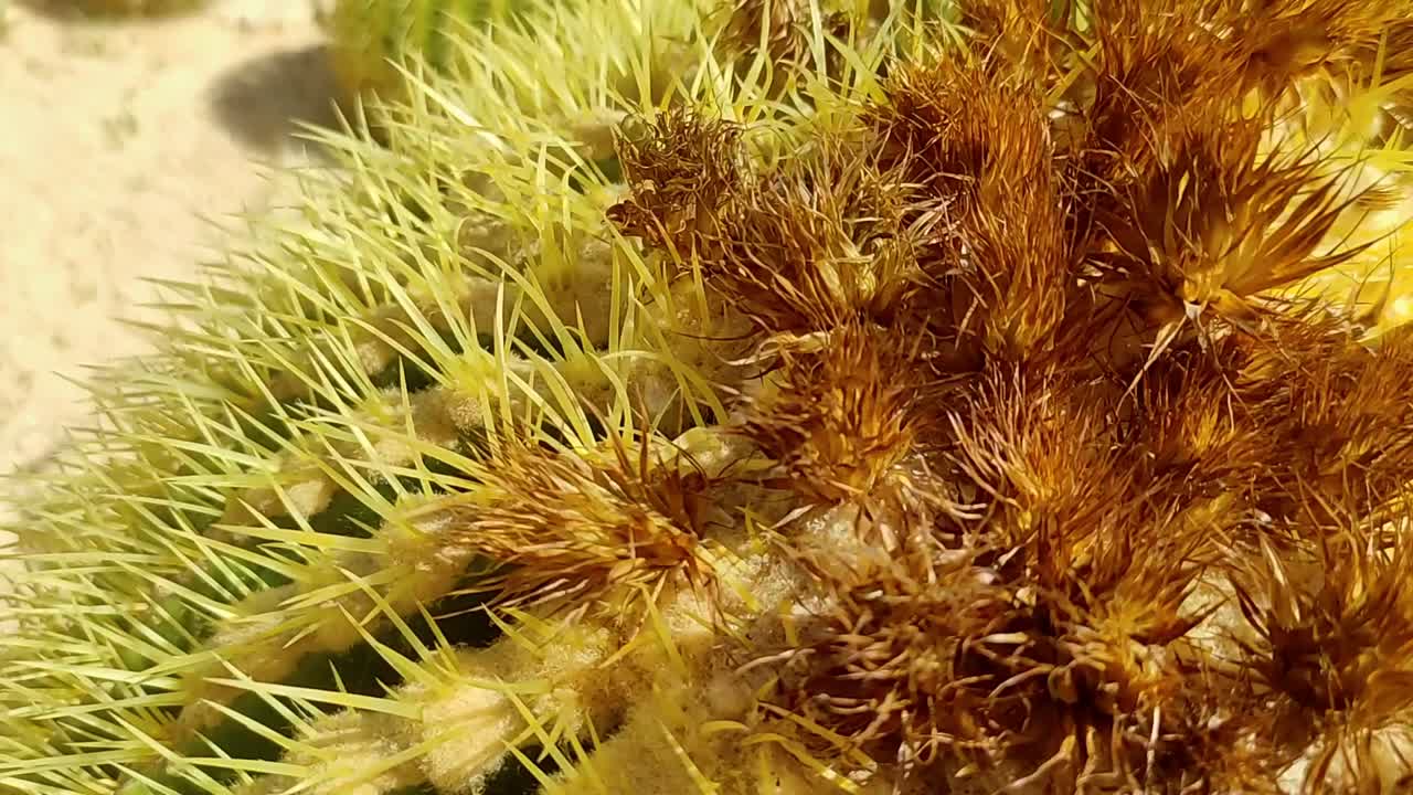 모로코의 모래 에 있는 수염이 있는 드래곤 도마은 큰 가시가 있는 초록색 투스 뒤에 있다.