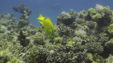 Sling-jaw-wrasse-in-the-Coral-Reef-of-the-Red-Sea,-preparing-to-hunt-a-meal-and-enlarging-its-jaw-4K