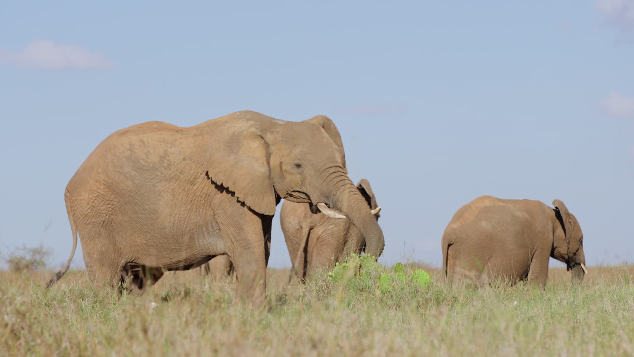 Gajah Semak Afrika merumput di padang rumput kering