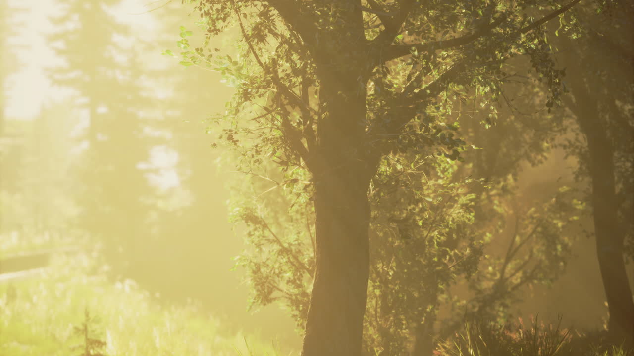 Sunlight filtering through trees in a serene forest setting at dawn