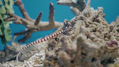 Banded-pipefish-On-Freshwater-Aquarium-Of-Umino-Moriin-In-Sendai,-Miyagi-Prefecture,-Japan