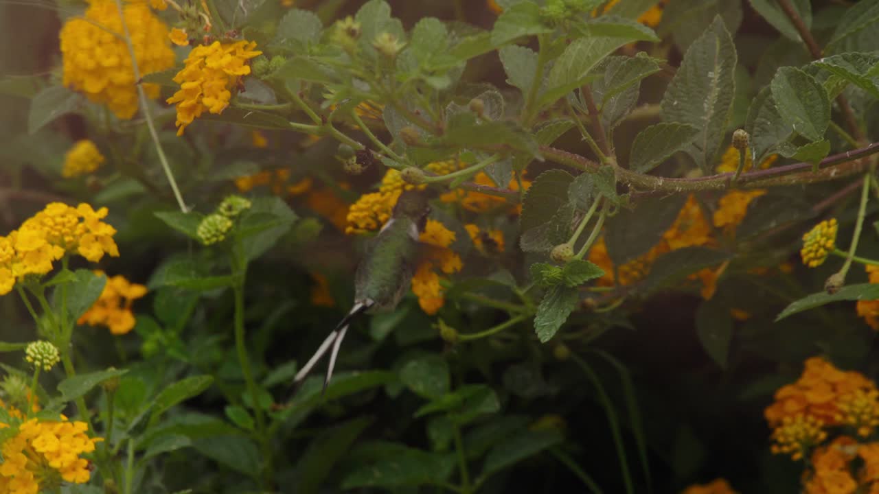Macro shot of a male Peruvian Sheartail hummingbird hovering and extending its tongue to feed on yellow flowers, seen through a soft, dreamy foreground blur