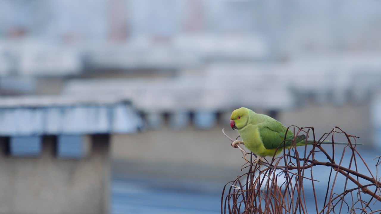 Lonely wild parrot on tree top with industrial cityscape in background