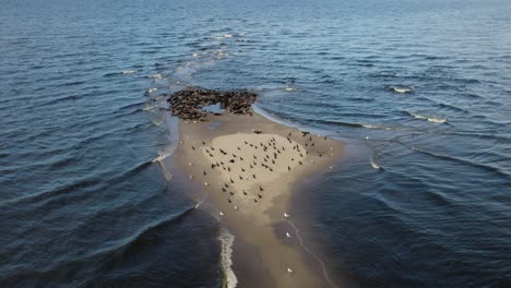 drone shot forward over a sand island of a large herd of grey seals