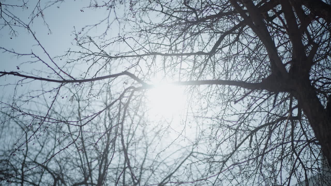 Skyward view of leafless tree with tangled branches against pale winter sky, bright sun bursting through limbs with lens flare, serene cold season mood, nature detail, minimalist urban park scene