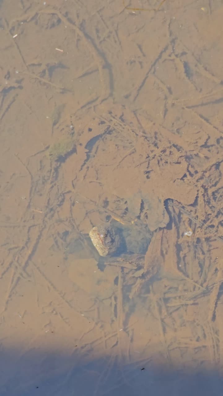 Handheld video of a Common Snapping Turtle Chelydra serpentina hiding under the mud