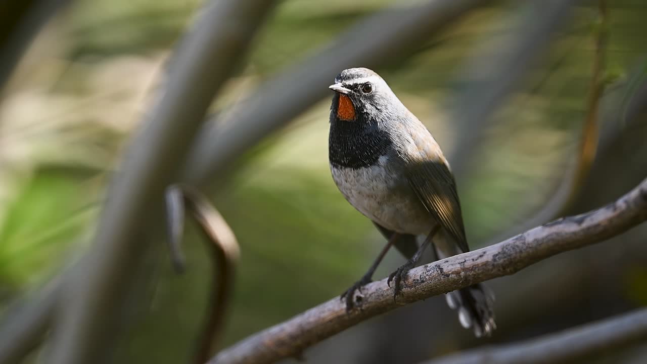 A Ruby-throat bird calls from its perch in morning light, its bright throat glowing softly as it sings over the quiet bushes