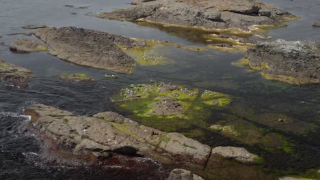 plano general de drones sobre gaviotas en acantilados marinos-2