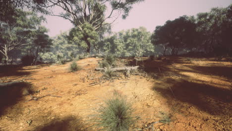 golden light on vibrant trees and earthy ground textures