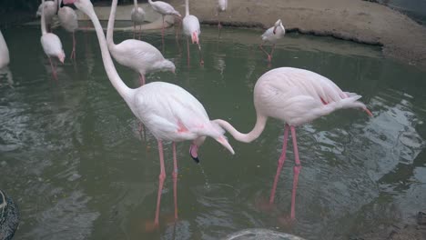 elegantes flamencos rosados caminan en pequeñas libras atrapando peces