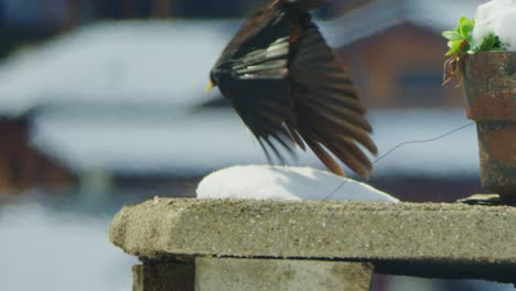 Three-jackdaws-take-off-from-a-chimney-in-slow-motion