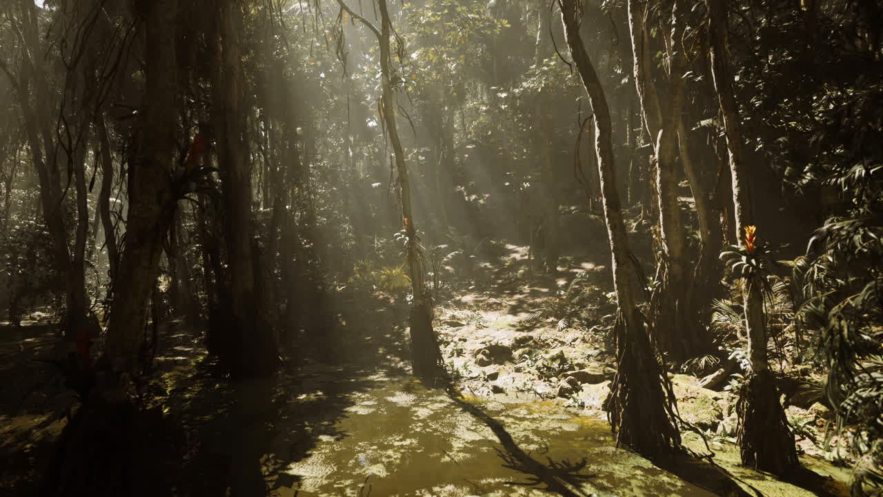 Zona umida nebbiosa illuminata dalla luce del sole, in cerca di tranquilla solitudine.