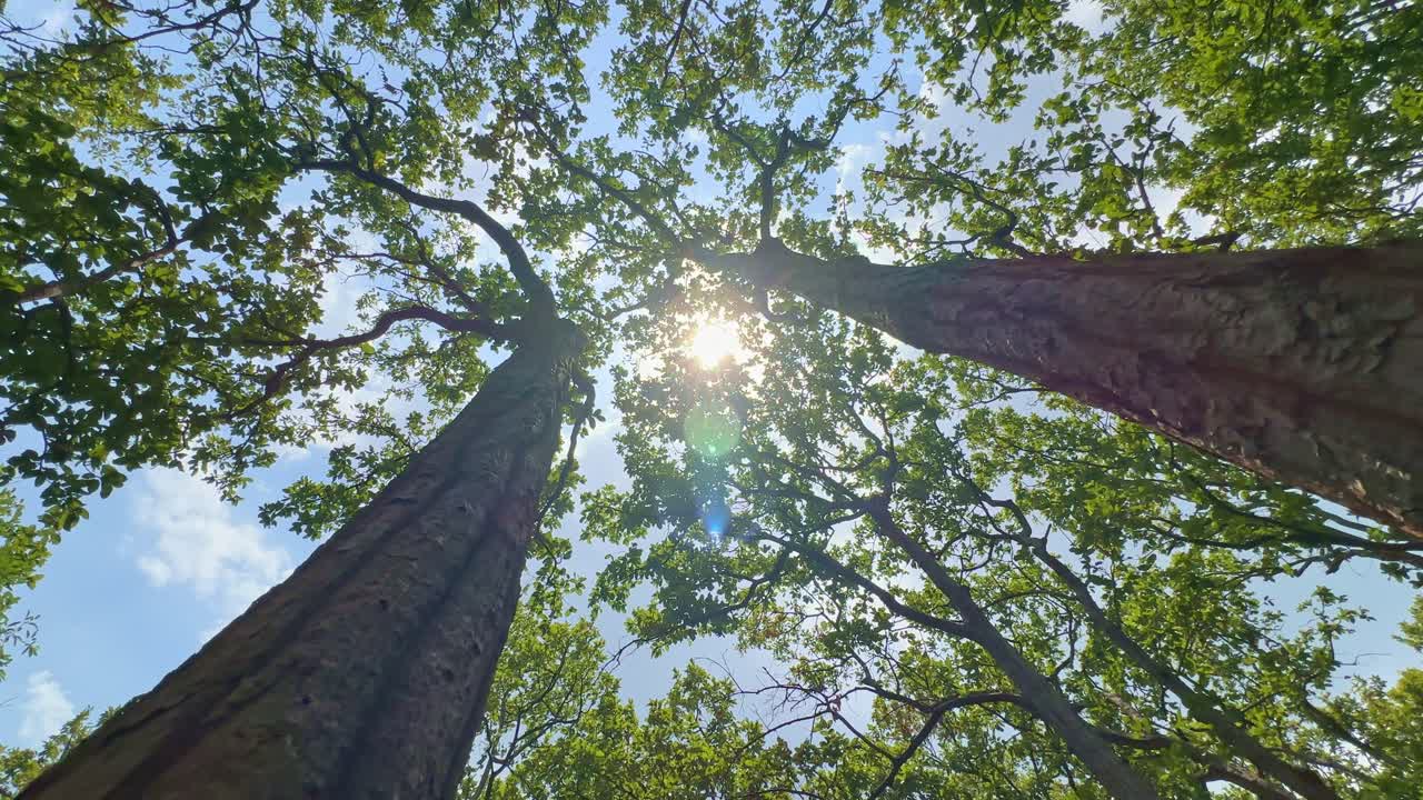 Una vista dal basso che guarda verso l'alto in un albero alto con il sole che filtra tra le foglie.