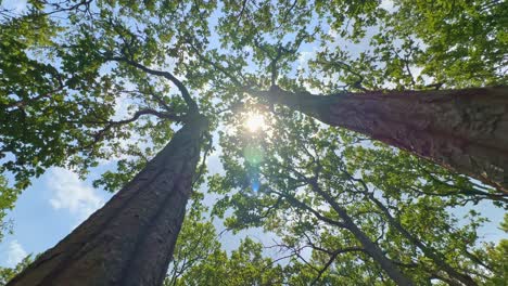 a low angle view looking up into a tall tree with the sun shining through leaves
