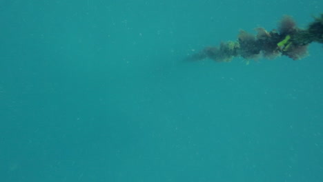 buceo en los restos de la segunda guerra mundial