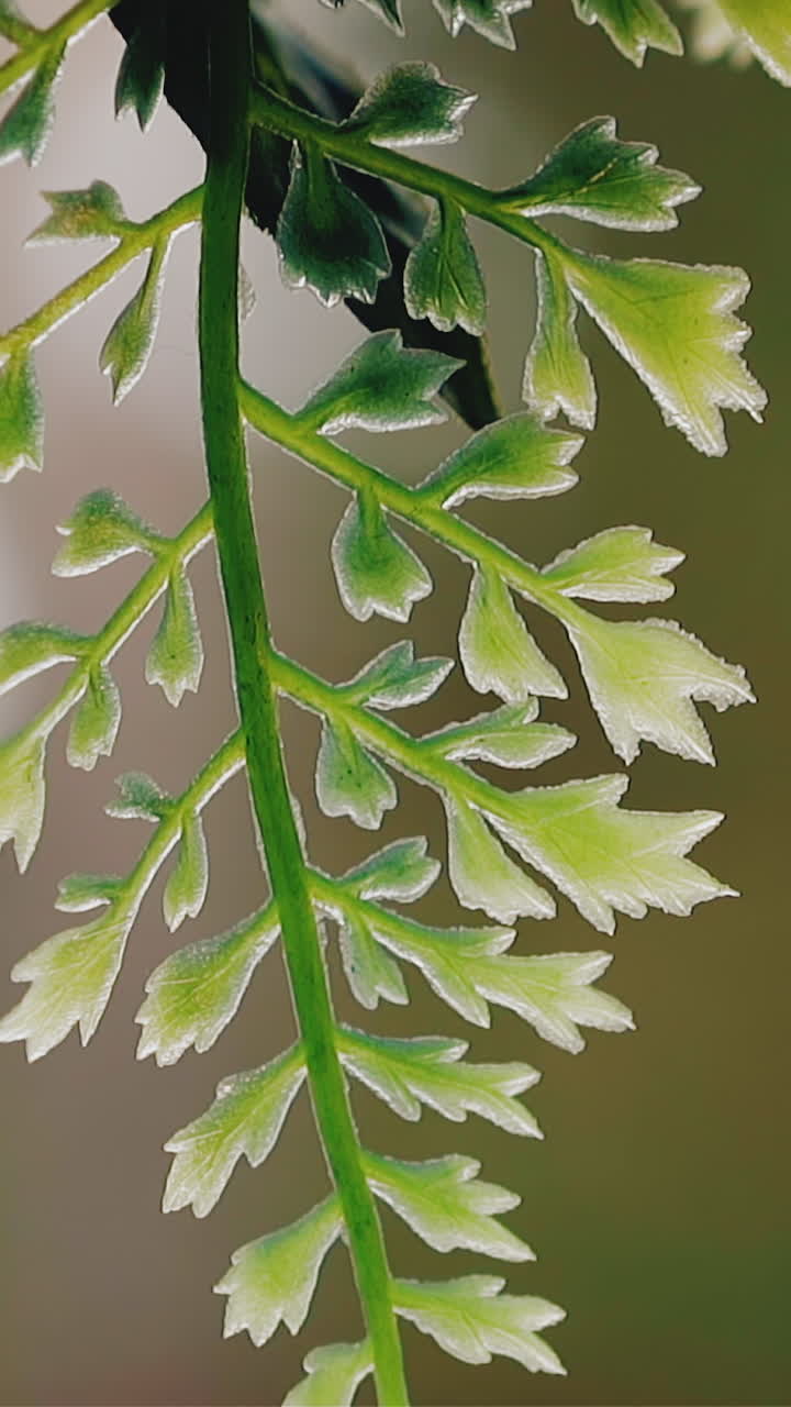 CU, slow motion: beautiful small green plastic leaves on branch hang on blurred background decorating light room extreme close view