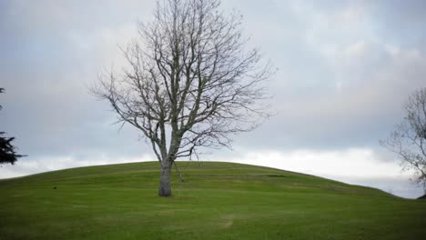 Kippen-Sie-Einen-Kahlen-Baum-Auf-Dem-Grünen-Hügel-Nach-Unten