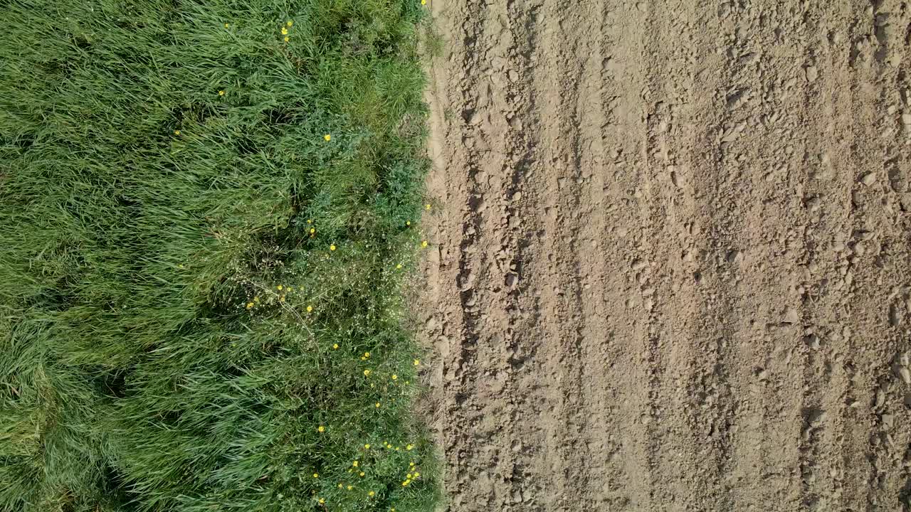 ojo de pájaro aéreo elevándose sobre el campo de colza con plantas y tierra cosechada