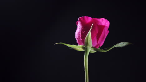 flor de rosa rosa giratoria con pétalos húmedos y hojas