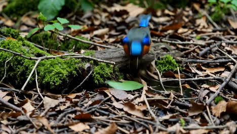 colorful bird on the forest floor