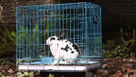 rabbit in a blue iron cage