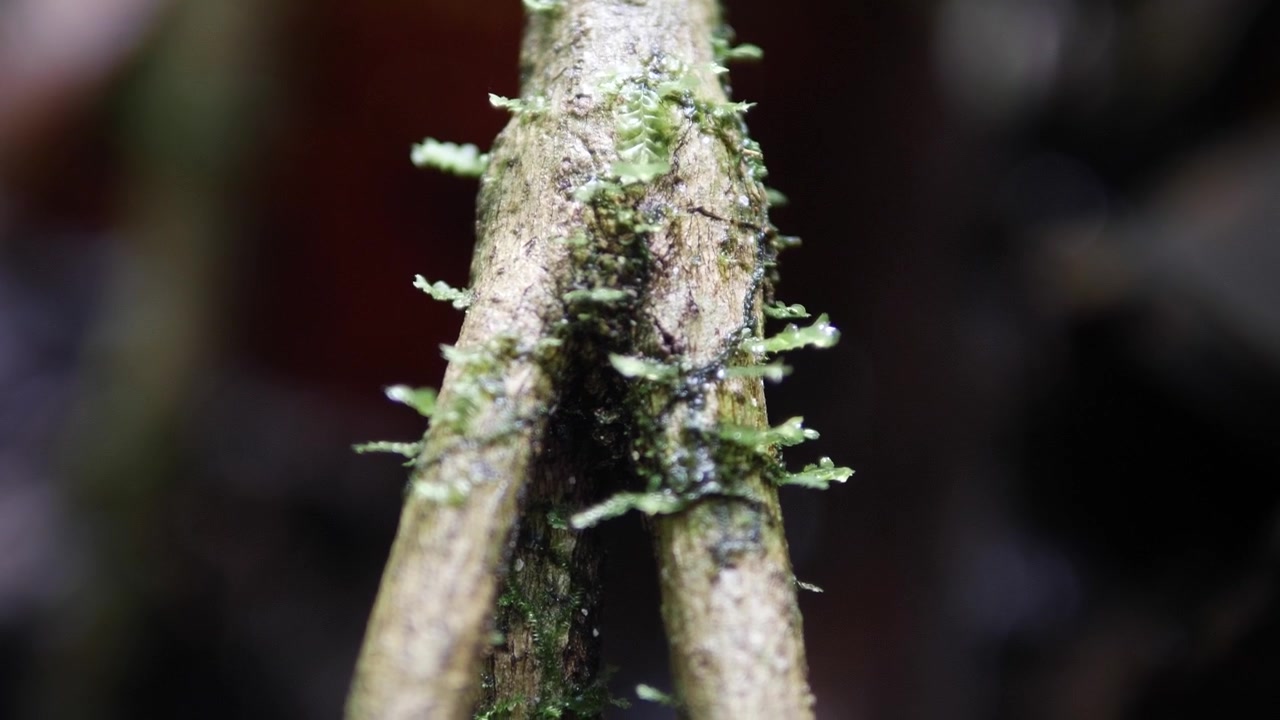 Vista em movimento de um galho da Floresta Amazônica com pequenos brotos, suavemente desfocado ao fundo, destacando o crescimento sutil e a vitalidade da natureza.